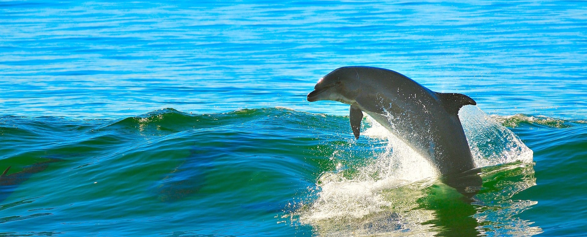 SST DOLPHINS HANDLE A HURRICANE OR TROPICAL STORM Quest