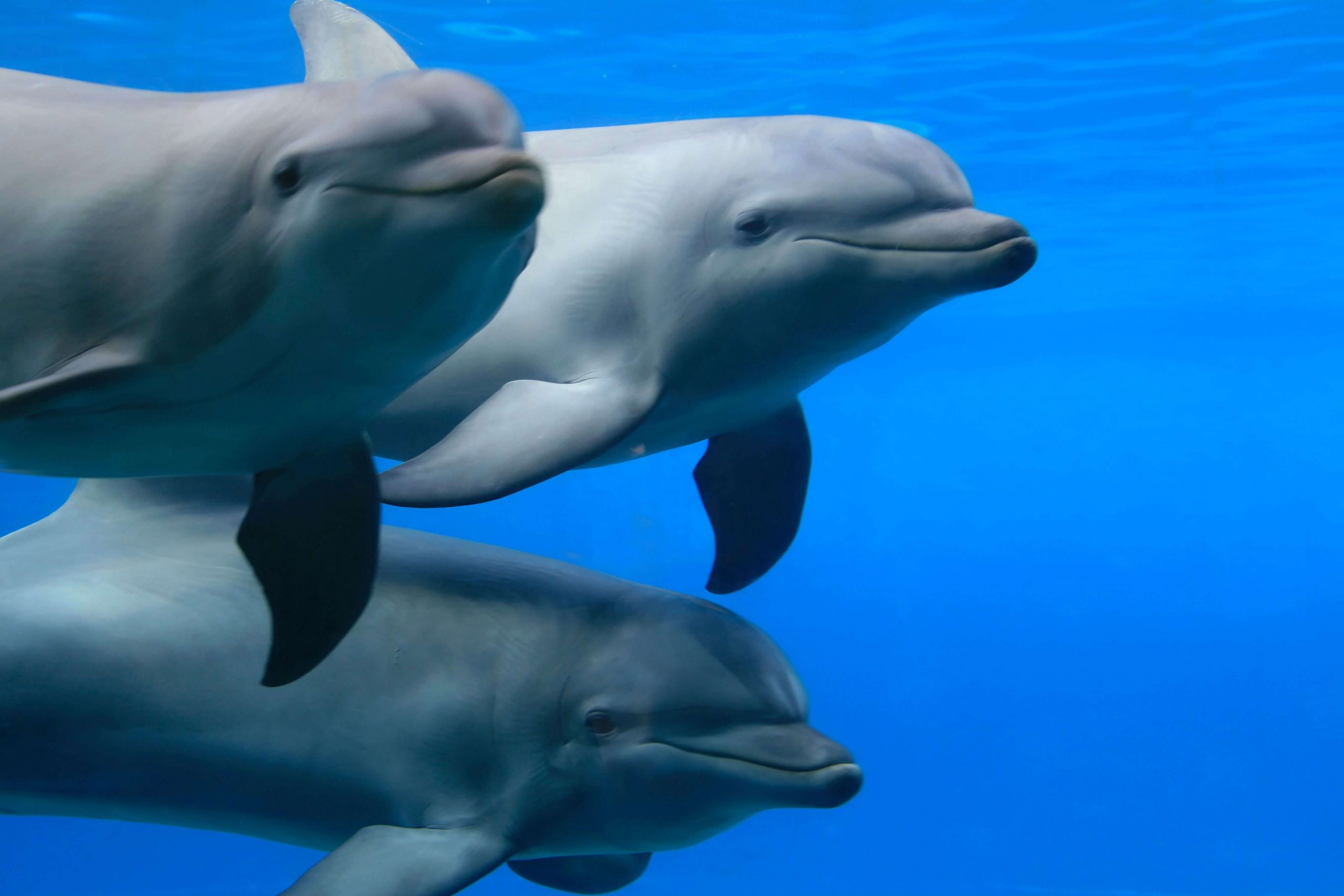 SST BOTTLENOSE DOLPHINS
